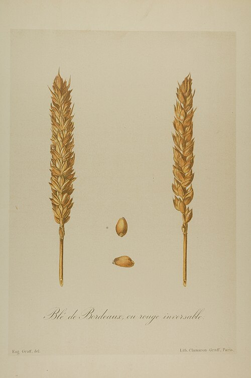 Planche aquarellée représentant un épi de blé de Bordeaux, avec sa tige et son grain, tirée de l'album Les meilleurs blés (Vilmorin-Andrieux, 1880)